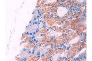 Detection of UMODL1 in Mouse Stomach Tissue using Polyclonal Antibody to Uromodulin Like Protein 1 (UMODL1) (UMODL1 Antikörper  (AA 34-306))