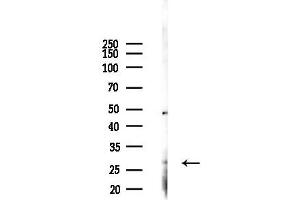 Western blot analysis of lysates from COLO205 cells(LPS, 4h treatment), using PHAP1 Antibody at 1/1000 dilution.