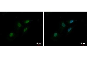 ICC/IF Image MTA2 antibody [C3], C-term detects MTA2 protein at nucleus by immunofluorescent analysis. (MTA2 Antikörper  (C-Term))