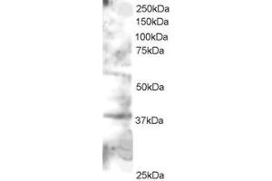 Western Blotting (WB) image for anti-GRB2-Related Adaptor Protein 2 (GRAP2) (C-Term) antibody (ABIN2465791) (GRAP2 Antikörper  (C-Term))