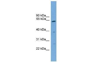 PSMD3 antibody used at 0. (PSMD3 Antikörper  (Middle Region))