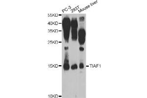 Western blot analysis of extracts of various cell lines, using TIAF1 Antibody (ABIN5974465) at 1/1000 dilution. (TIAF1 Antikörper)
