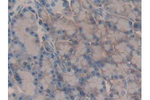 Detection of CD147 in Rat Pancreas Tissue using Polyclonal Antibody to Cluster Of Differentiation 147 (CD147) (CD147 Antikörper  (AA 59-321))