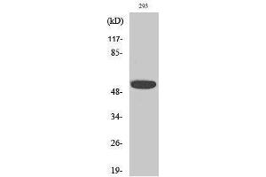 Western Blotting (WB) image for anti-Inositol Hexakisphosphate Kinase 3 (IP6K3) (Internal Region) antibody (ABIN3185193) (IP6K3 Antikörper  (Internal Region))