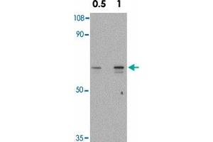 Western blot analysis of SNW1 in mouse skeletal muscle tissue lysate with SNW1 polyclonal antibody  at 0. (SNW1 Antikörper  (C-Term))