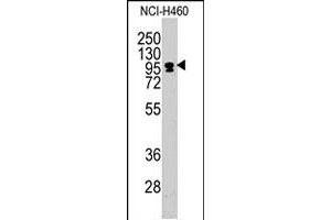 Western blot analysis of CEBPZ polyclonal antibody  in NCI-H460 cell line lysates (35 ug/lane). (CEBPZ Antikörper  (C-Term))