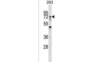 RN Antibody (N-term) (ABIN1538831 and ABIN2849150) western blot analysis in 293 cell line lysates (35 μg/lane). (RNF112 Antikörper  (N-Term))