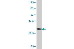 Western Blot detection against Immunogen (35. (LMO7 Antikörper  (AA 453-540))