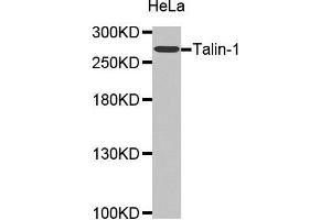 Western Blotting (WB) image for anti-Talin 1 (TLN1) (AA 1-220) antibody (ABIN1683044) (TLN1 Antikörper  (AA 1-220))