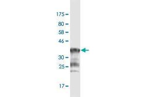 Western Blot detection against Immunogen (36. (PCDHGA1 Antikörper  (AA 241-340))