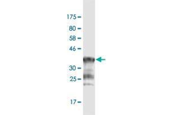 PCDHGA1 Antikörper  (AA 241-340)