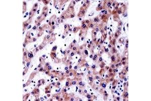 AKT1S1 antibody immunohistochemistry analysis in formalin fixed and paraffin embedded human liver tissue. (PRAS40 Antikörper  (AA 227-256))