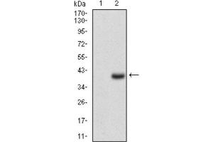 Western Blotting (WB) image for anti-CD7 (CD7) (AA 72-175) antibody (ABIN1846203) (CD7 Antikörper  (AA 72-175))