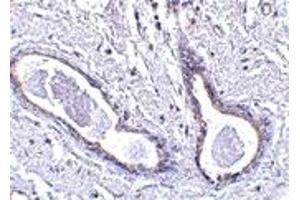 Immunohistochemistry (IHC) image for anti-Family with Sequence Similarity 175, Member A (FAM175A) (N-Term) antibody (ABIN1031306)