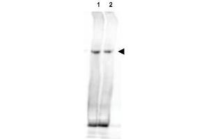 Image no. 2 for anti-Nipped-B like Protein (NIPBL) (AA 344-356) antibody (ABIN401167) (NIPBL Antikörper  (AA 344-356))