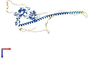 NONO Protein (AA 1-473) (His tag)