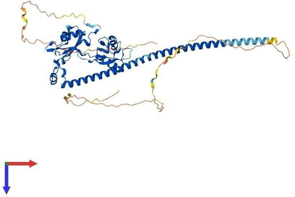 NONO Protein (AA 1-473) (His tag)