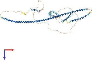 RAB11FIP4 Protein (AA 1-637) (His tag)