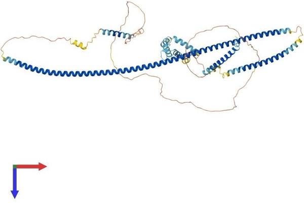 RAB11FIP4 Protein (AA 1-637) (His tag)