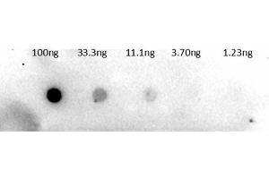 Dot Blot of Rabbit Anti-Trypsinogen Antibody Biotin Conjugation. (Trypsinogen Antikörper  (Biotin))