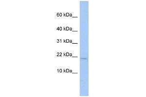 WB Suggested Anti-SH3BGRL Antibody Titration:  0. (SH3BGRL Antikörper  (Middle Region))