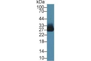 Detection of AZU in Human Liver lysate using Polyclonal Antibody to Azurocidin (AZU) (Azurocidin Antikörper  (AA 23-247))