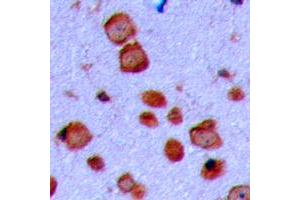 Immunohistochemical analysis of GAP43 staining in human brain formalin fixed paraffin embedded tissue section. (GAP43 Antikörper  (N-Term))