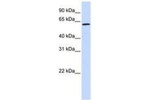 Image no. 1 for anti-Ecto-NOX Disulfide-Thiol Exchanger 1 (ENOX1) (AA 468-517) antibody (ABIN6740698)