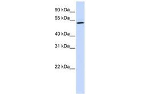 ENOX1 抗体  (AA 468-517)
