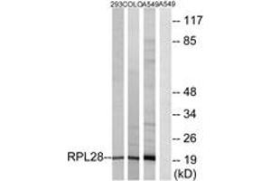 Western blot analysis of extracts from A549/293/COLO cells, using RPL28 Antibody. (RPL28 Antikörper  (AA 41-90))