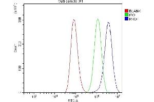 Flow Cytometry analysis of A549 cells using anti-RHOF antibody (ABIN7601568). (RhoF Antikörper  (AA 39-204))