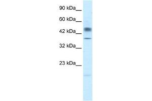 WB Suggested Anti-POU3F1 Antibody Titration:  2. (POU3F1 Antikörper  (N-Term))