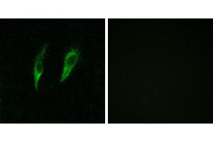 Peptide - +Immunofluorescence analysis of HeLa cells, using IRAK3 antibody. (IRAK3 Antikörper)