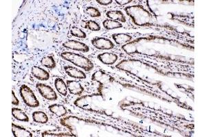 IHC testing of FFPE rat intestinal tissue with HMGB1 antibody at 1ug/ml. (HMGB1 Antikörper  (AA 124-154))