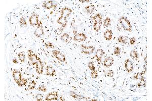 Immunohistochemistry (IHC) image for anti-Proliferating Cell Nuclear Antigen (PCNA) (C-Term) antibody (ABIN7455223)