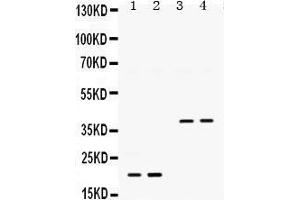 Western Blotting (WB) image for anti-Bone Morphogenetic Protein 2 (BMP2) (AA 283-312), (C-Term) antibody (ABIN3043489) (BMP2 Antikörper  (C-Term))