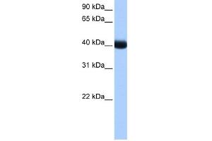 WB Suggested Anti-CSNK1G3 Antibody Titration: 0.