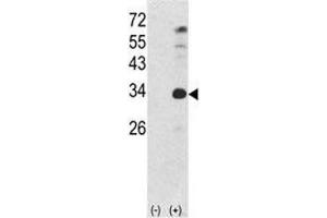 Western blot analysis of NANOG antibody and 293 cell lysate (2 ug/lane) either nontransfected (Lane 1) or transiently transfected with the human gene (2). (Nanog Antikörper  (AA 267-292))