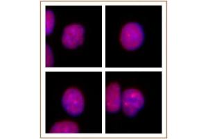 PRMT2 antibody (pAb) tested by Immunofluorescence. (PRMT2 Antikörper  (N-Term))