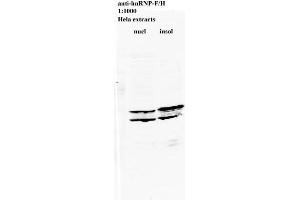 Western blot of anti-hnRNP-F/H on HeLa cell extract