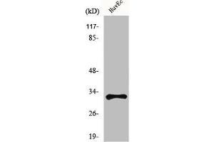 Western Blot analysis of HuvEc cells using MRGG Polyclonal Antibody (Mrgprg Antikörper  (C-Term))