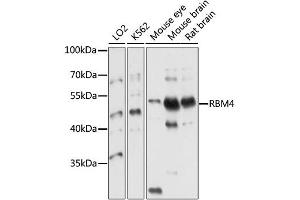Western blot analysis of extracts of various cell lines, using RBM4 antibody (ABIN4904971) at 1:1000 dilution. (RBM4 Antikörper)