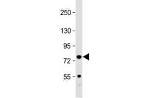 Western blot testing of mouse spleen lysate with Kindlin-3 antibody at 1:2000. (FERMT3 Antikörper  (AA 117-151))