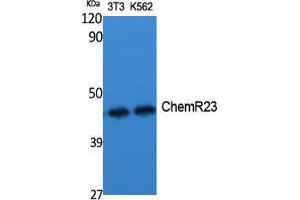 Western Blotting (WB) image for anti-Chemokine-Like Receptor 1 (CMKLR1) (Internal Region) antibody (ABIN6281934)