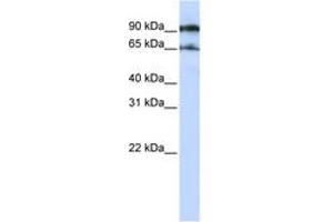 Image no. 1 for anti-ATG9 Autophagy Related 9 Homolog A (S. Cerevisiae) (ATG9A) (AA 648-697) antibody (ABIN6743344) (ATG9A Antikörper  (AA 648-697))