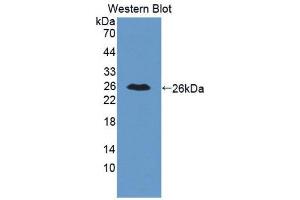 Western Blotting (WB) image for anti-Interleukin 34 (IL34) (AA 21-235) antibody (ABIN1175348)