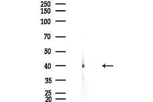 anti-Guanine Nucleotide Binding Protein (G Protein), alpha 14 (GNa14) (N-Term) antibody
