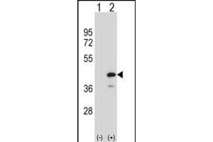 PTPN18 Antikörper  (C-Term)