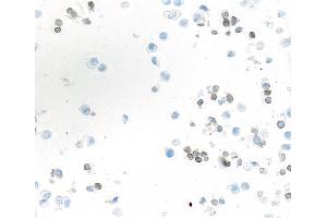Immunocytochemistry (ICC) image for anti-Lymphocyte-Activation Gene 3 (LAG3) (AA 250-300) antibody (ABIN7795656)