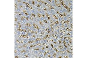Immunohistochemistry of paraffin-embedded rat liver using ASAH2 antibody. (ASAH2 Antikörper)